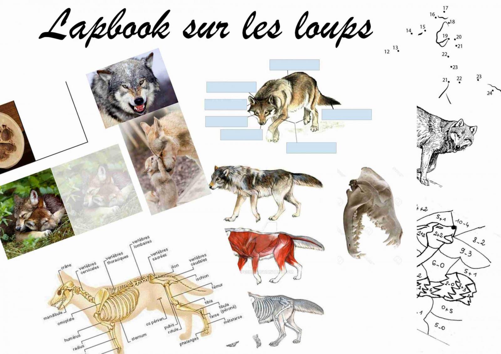 Photo lapbook sur les loups