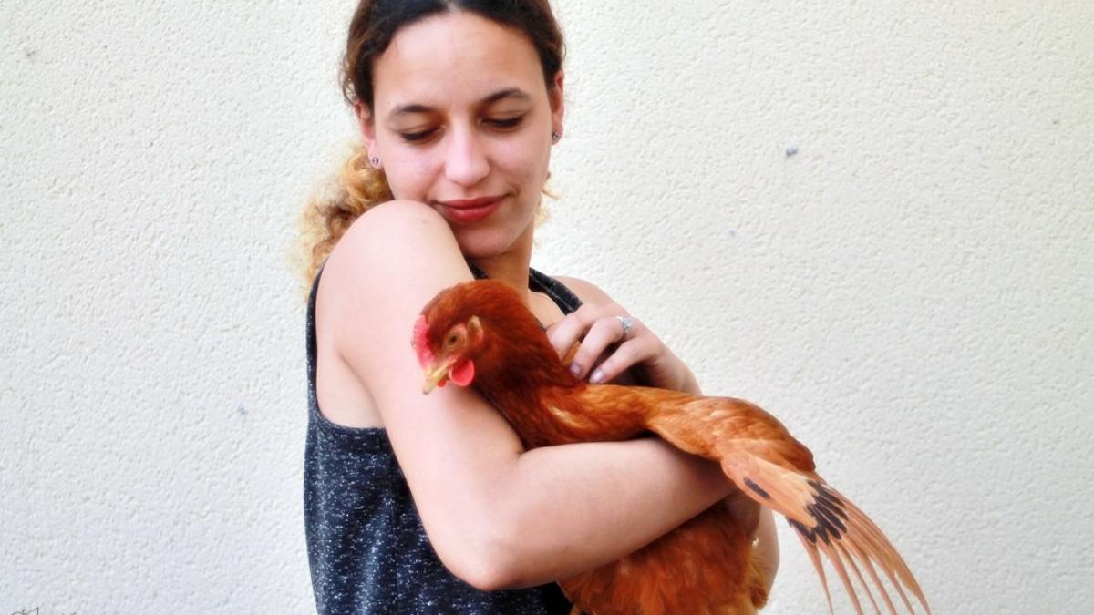 Poule chateaubriant poulailler