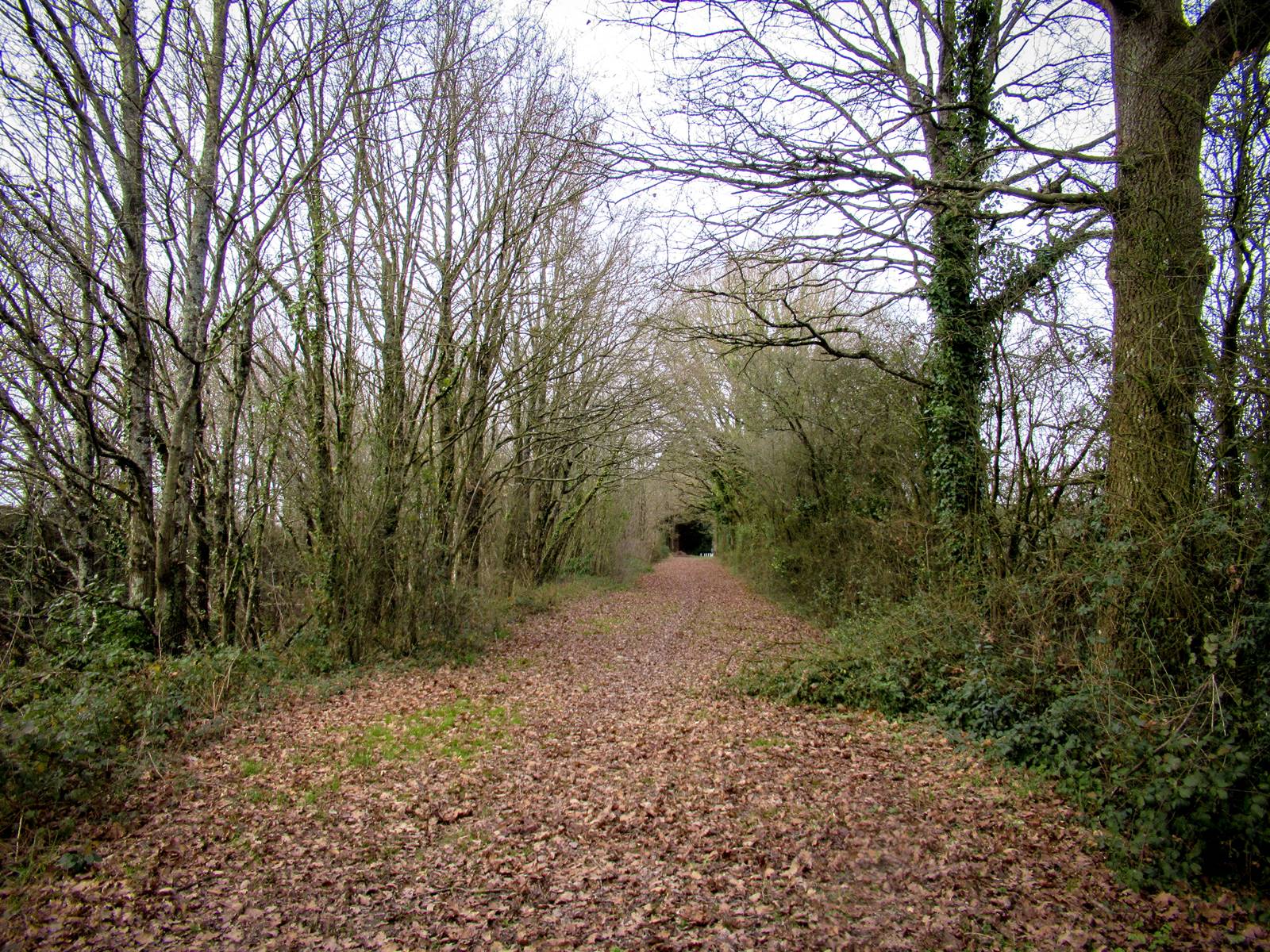 Sentier saint vincent des landesimg 7695