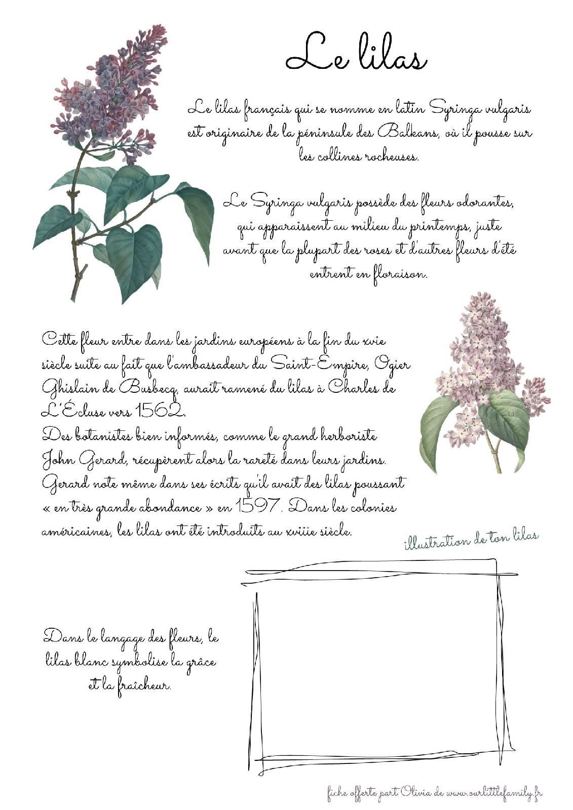 Une fiche instructive sur le lilas a telecharger gratuitementsyringa vulgaris