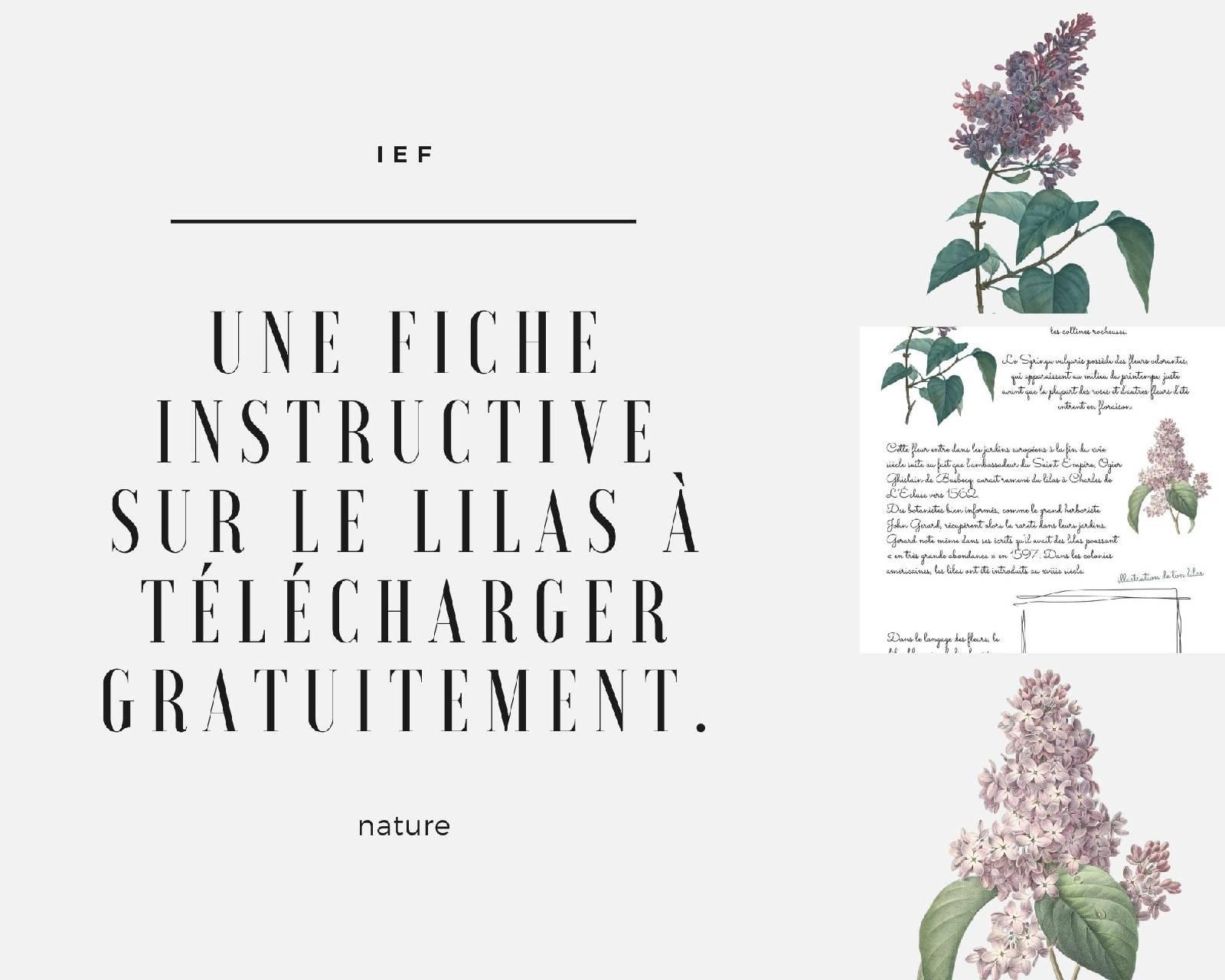 Une fiche instructive sur le lilas a telecharger gratuitementune fiche instructive sur le lilas a telecharger gratuitement